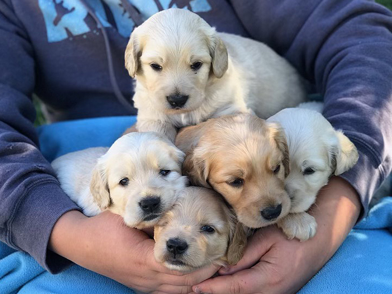 Emmett Mini Golden Retrievers - Handful of Mini Goldens