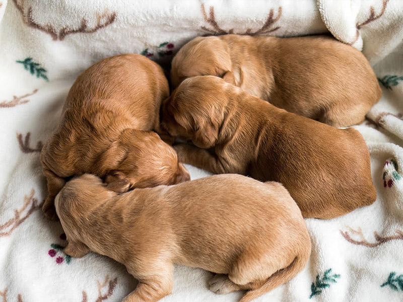 Emmett Mini Golden Retrievers - Mini Golden Litter