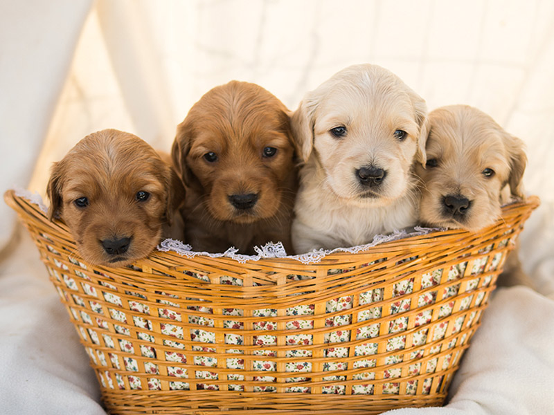 Emmett Mini Goldens Stella Buddy Litter