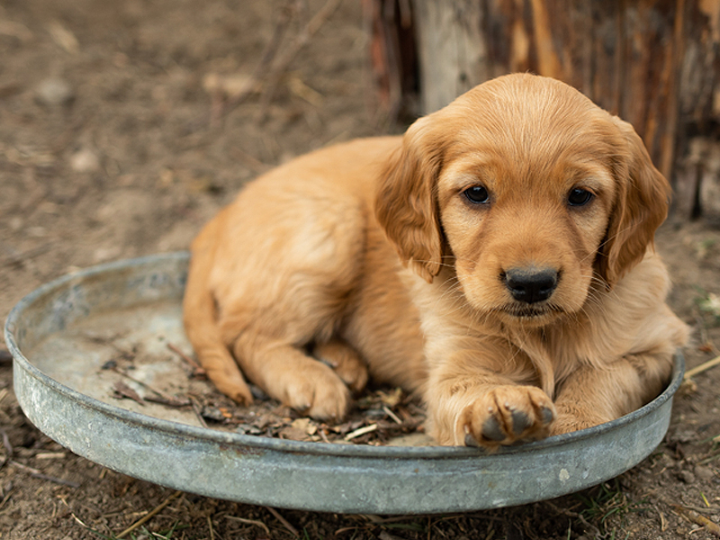 Emmett Mini Goldens Stella Buddy Litter