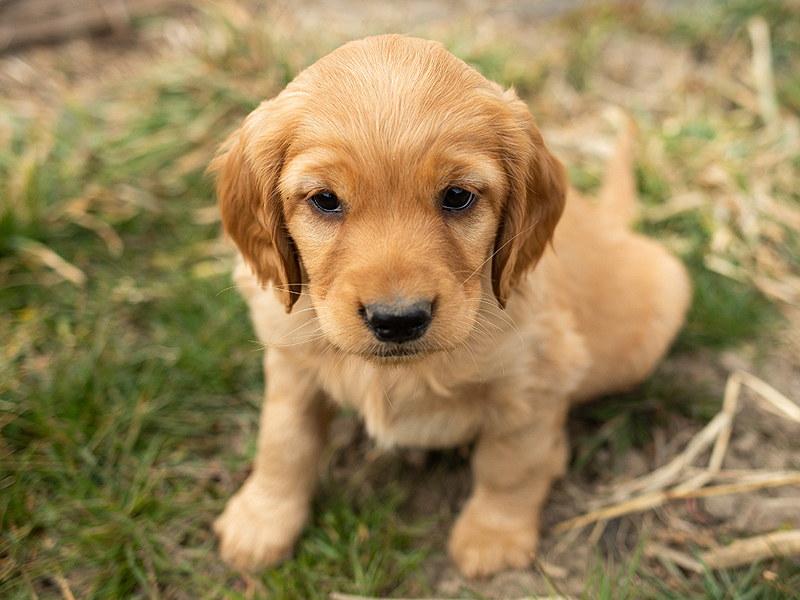 Emmett Mini Goldens Stella Buddy Litter