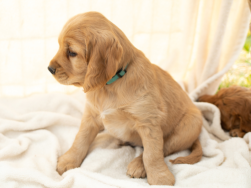 Emmett Mini Goldens Stella Buddy Litter