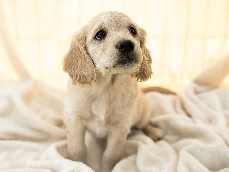 Emmett Mini Goldens Stella Buddy Litter