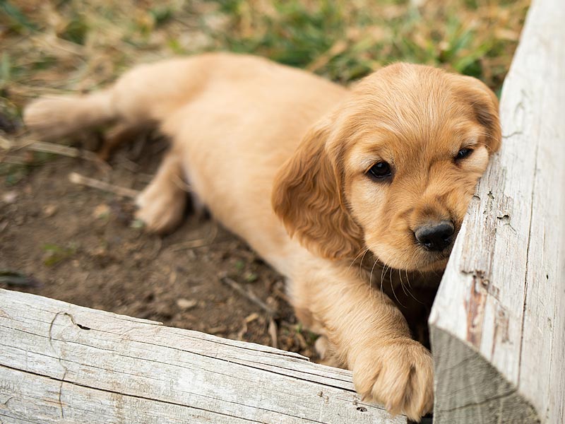 Emmett Mini Goldens Stella Buddy Litter