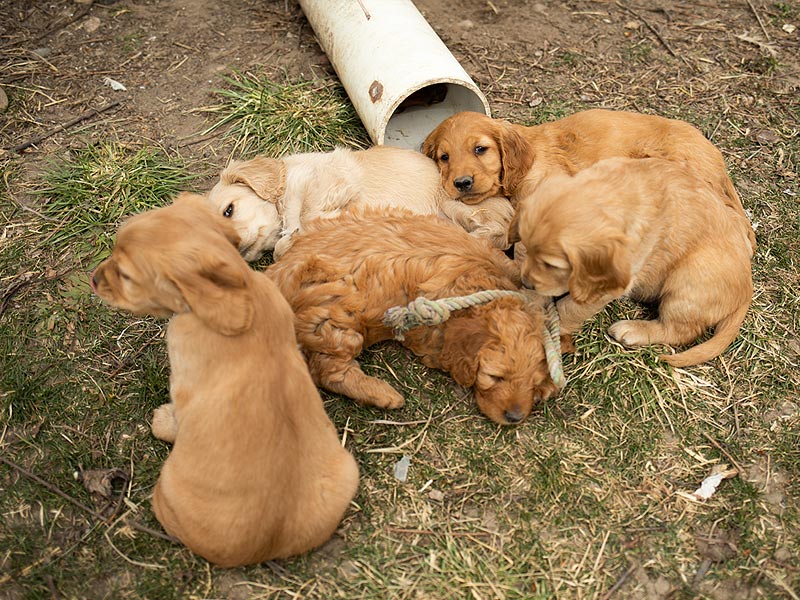 Emmett Mini Goldens Stella Buddy Litter