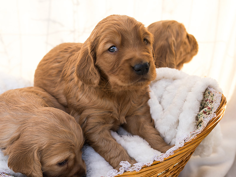 Emmett Mini Goldens Stella Buddy Litter