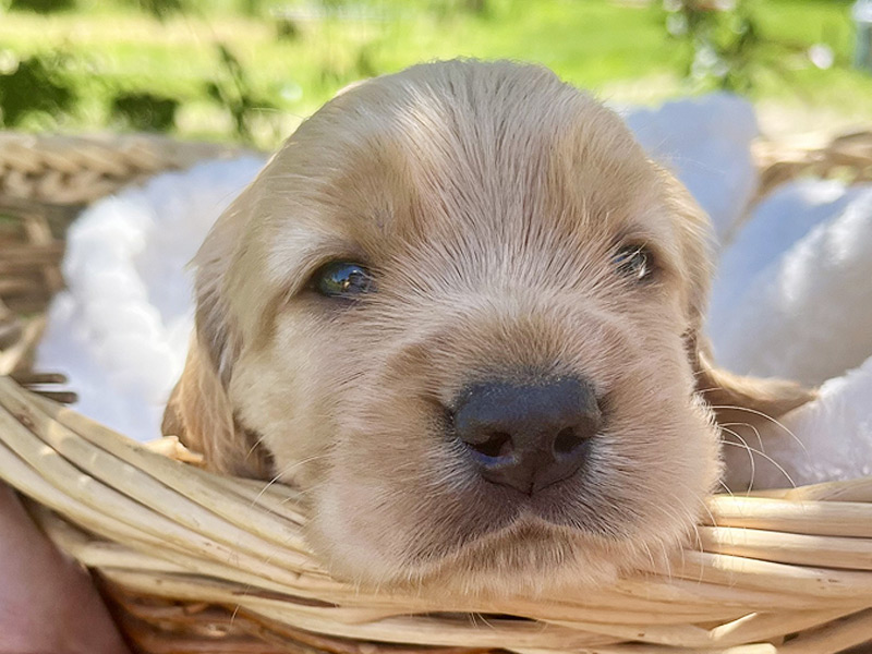 Emmett Mini Goldens Stella Oakley Litter