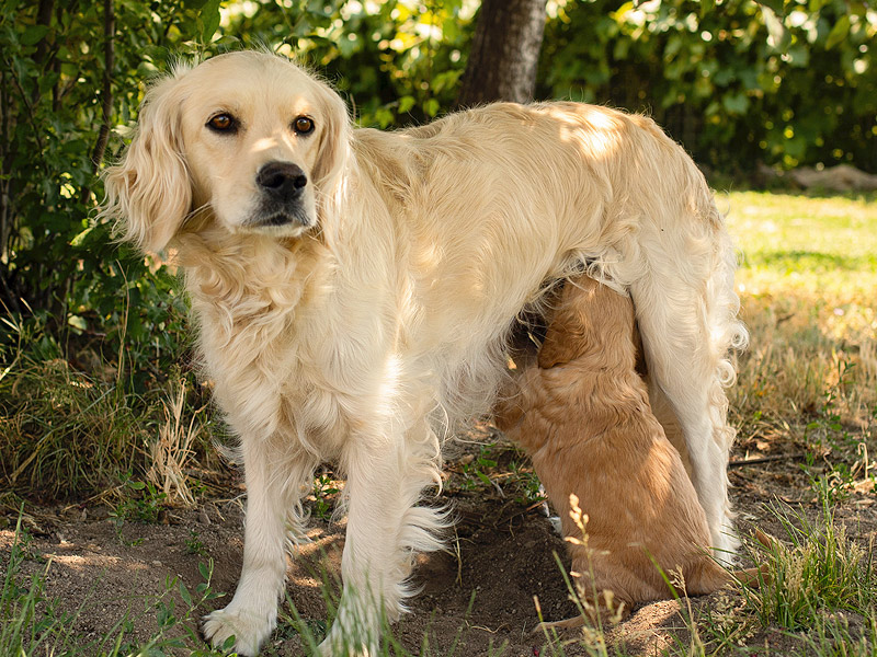 Emmett Mini Goldens Stella Buddy Litter