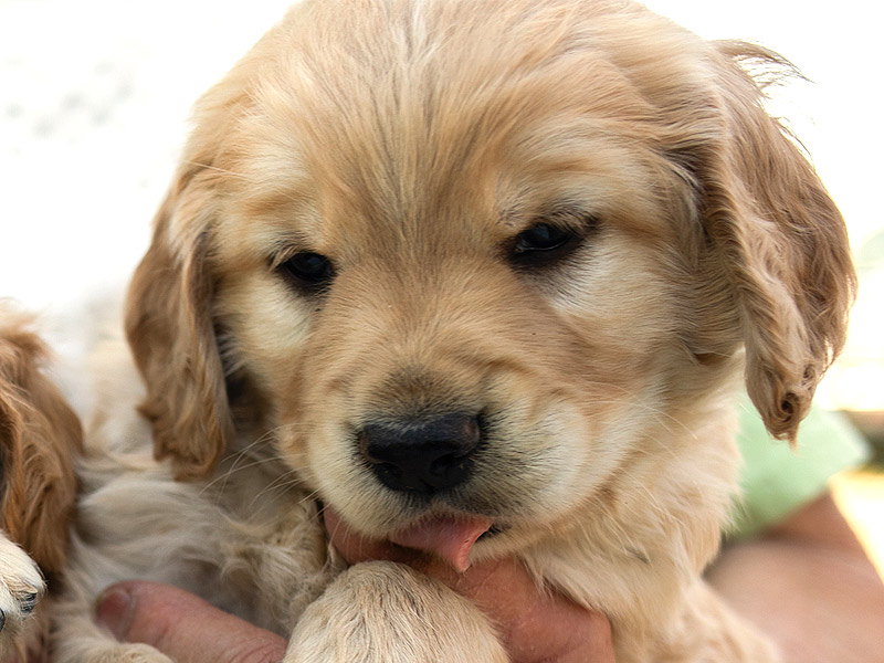 Emmett Mini Goldens Whitey Oakley Litter