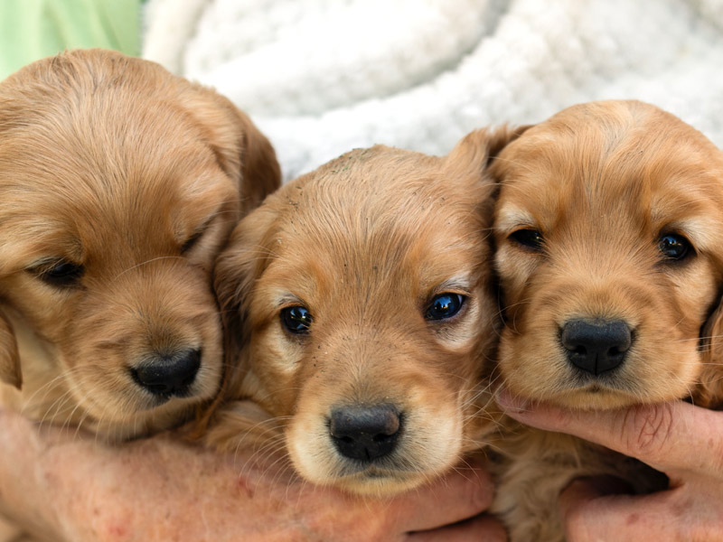 Emmett Mini Goldens Whitey Oakley Litter