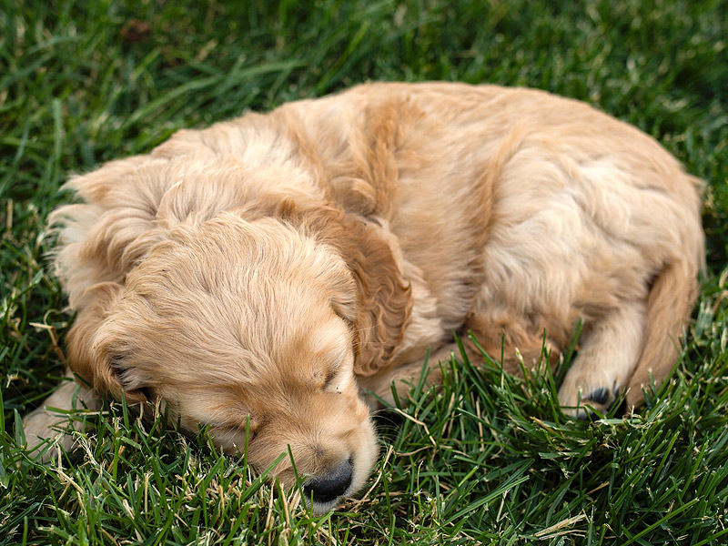 Emmett Mini Goldens Whitey Oakley Litter