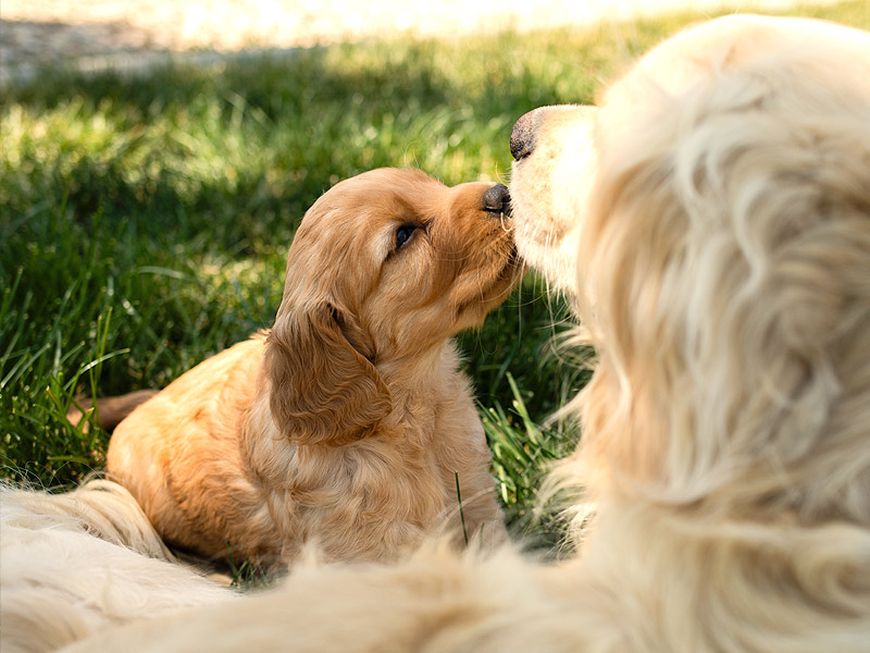 Emmett Mini Goldens Whitey Oakley Litter