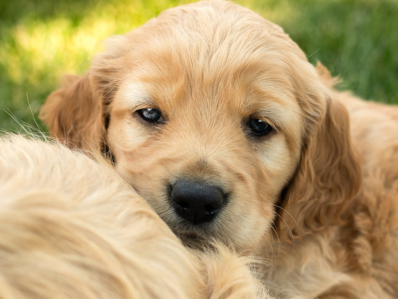 Emmett Mini Goldens Whitey Oakley Litter