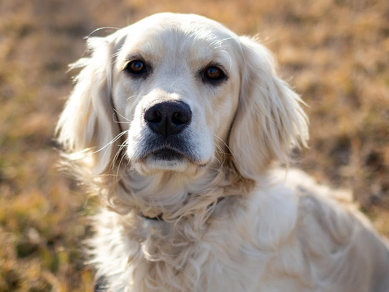 Emmett Doodles and Mini Golden Retrievers - Mini Golden