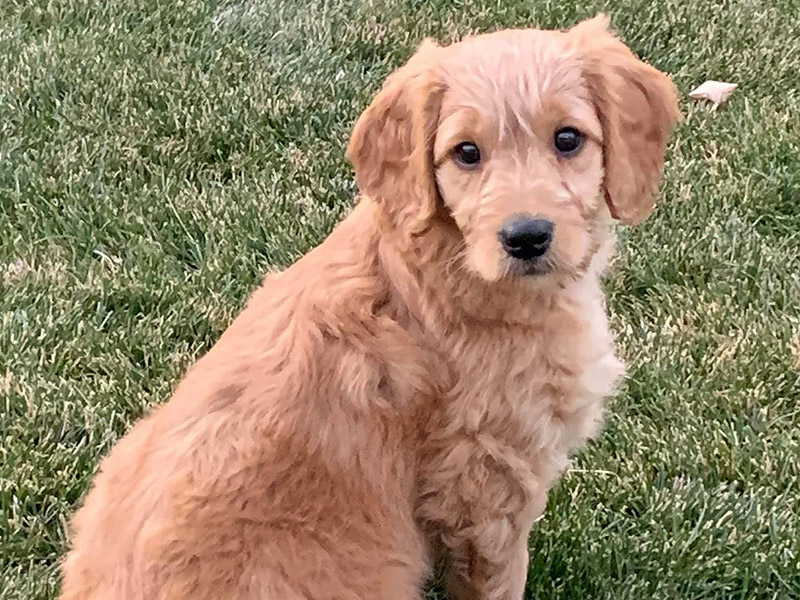 Emmett Doodles and Mini Golden Retrievers - Mini Golden