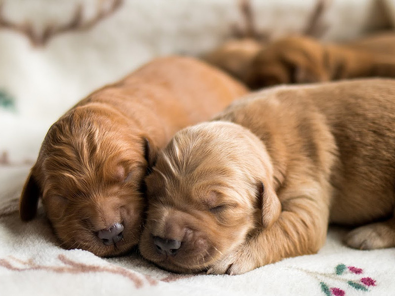 Emmett Mini Golden Retrievers - Puppy Mini Goldens