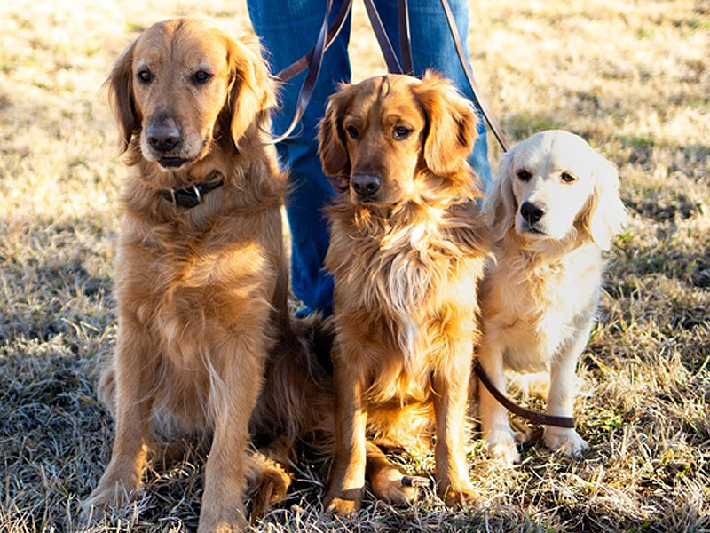 Emmett Mini Golden Retrievers - Adult Mini Golden