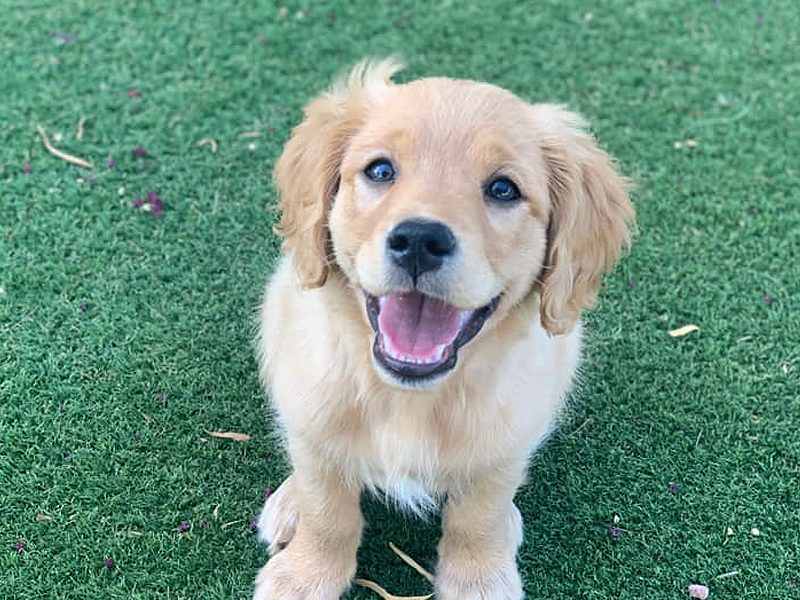 Emmett Mini Golden Retrievers - Happy Mini Goldens