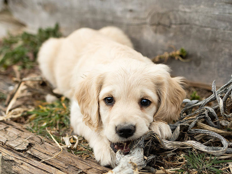 Emmett Mini Golden Retrievers