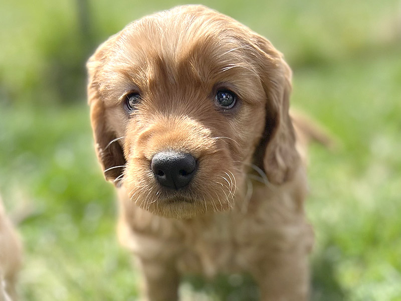 Emmett Mini Golden Retrievers