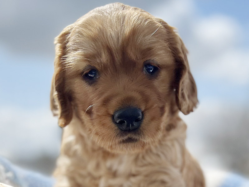 Emmett Mini Golden Retrievers