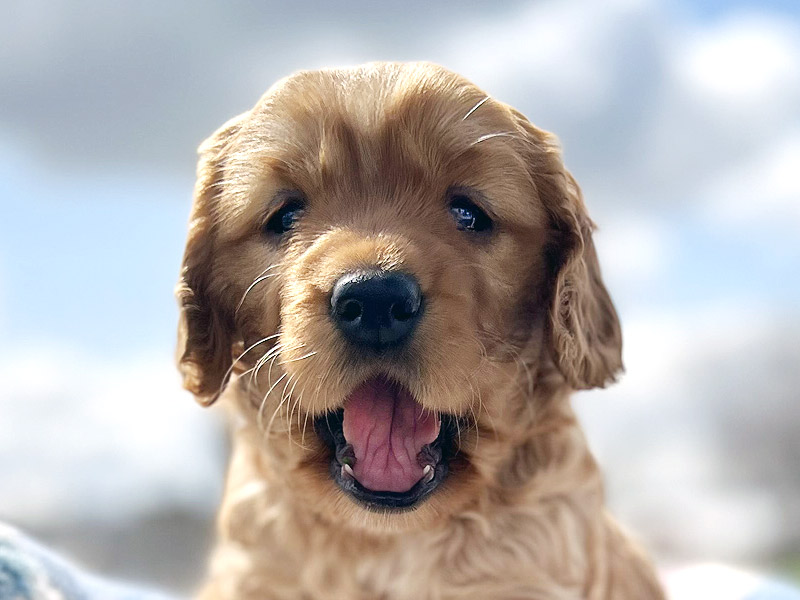 Emmett Mini Golden Retrievers