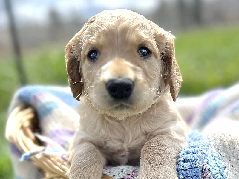 Emmett Mini Golden Retrievers