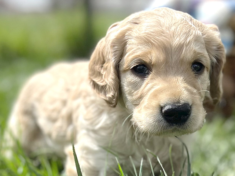 Emmett Mini Golden Retrievers - English Cream Mini Golden