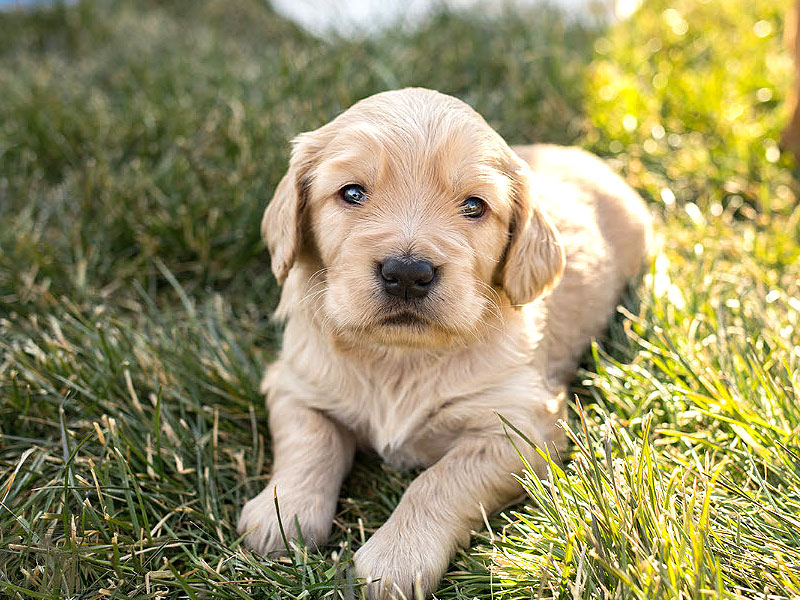 Emmett Mini Golden Retrievers