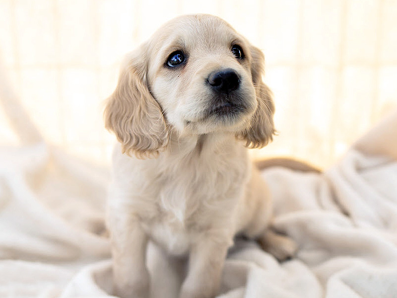 Emmett Mini Golden Retrievers