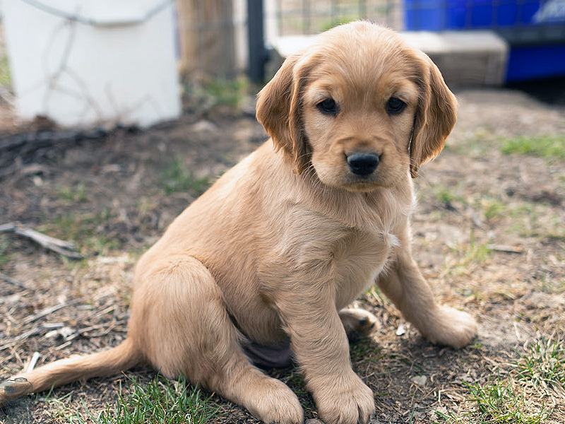 Emmett Mini Golden Retrievers